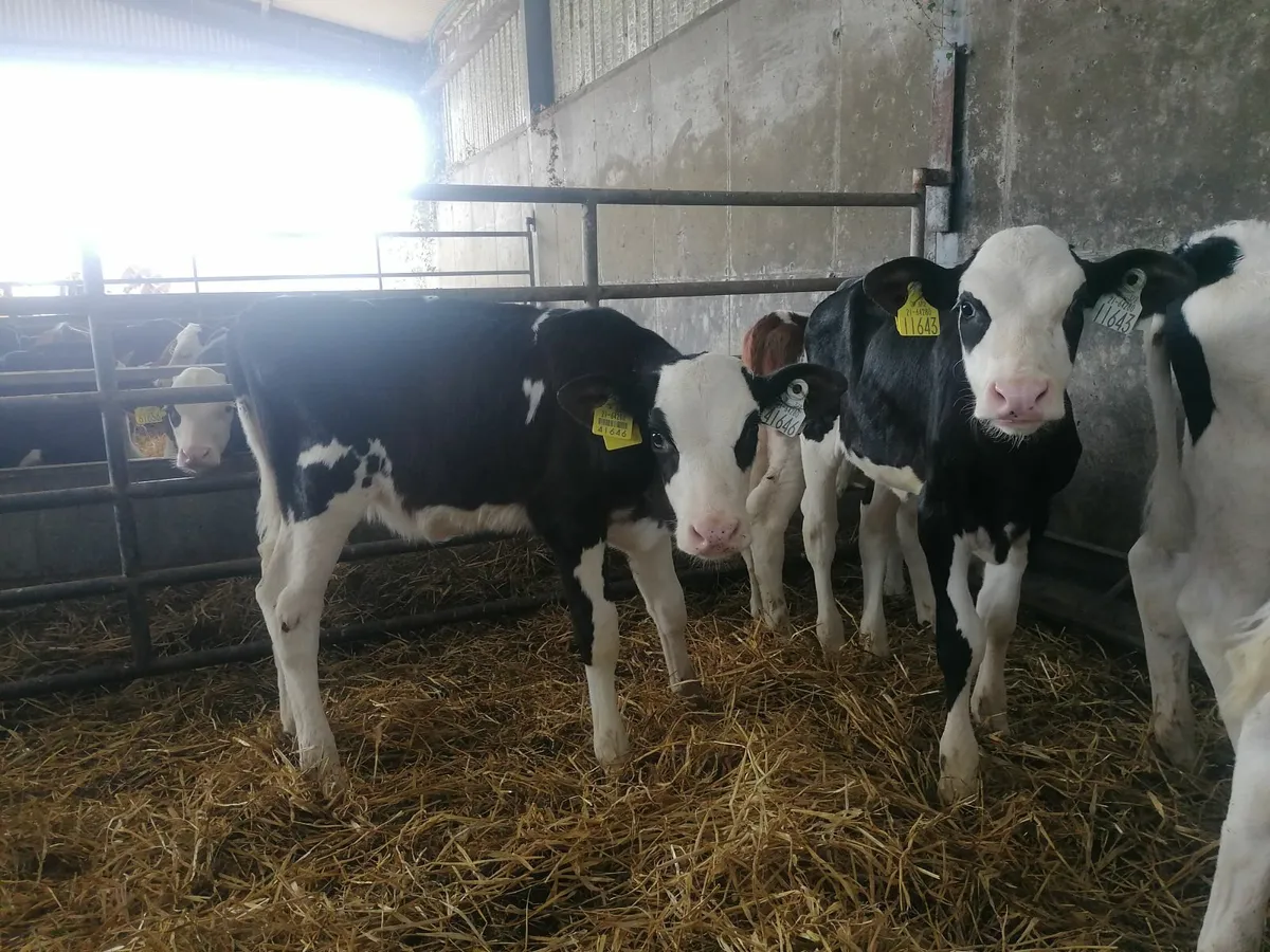 Montbeliarde Calves - Image 2