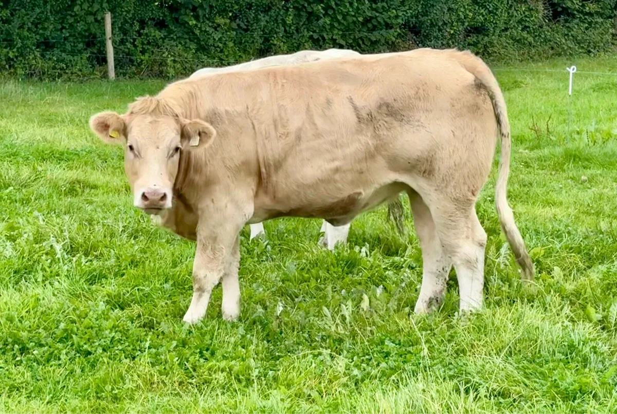 Organic Heifers - Image 1