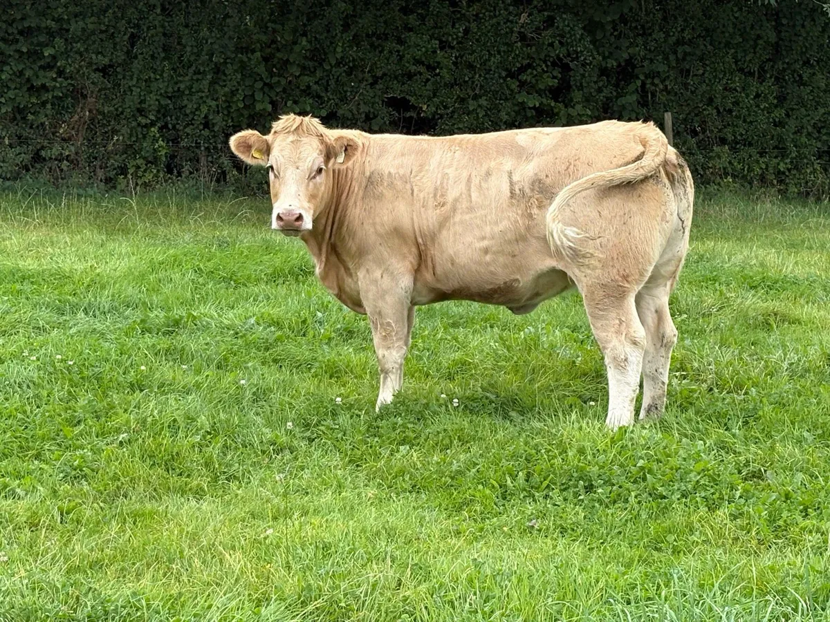 Organic Heifers - Image 2