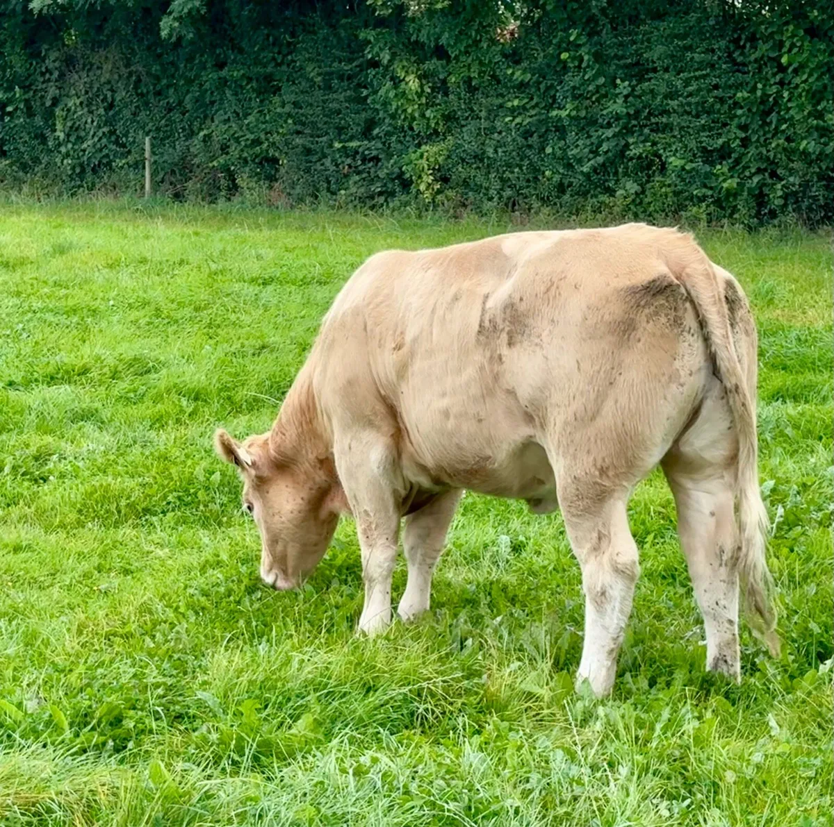 Organic Heifers - Image 3