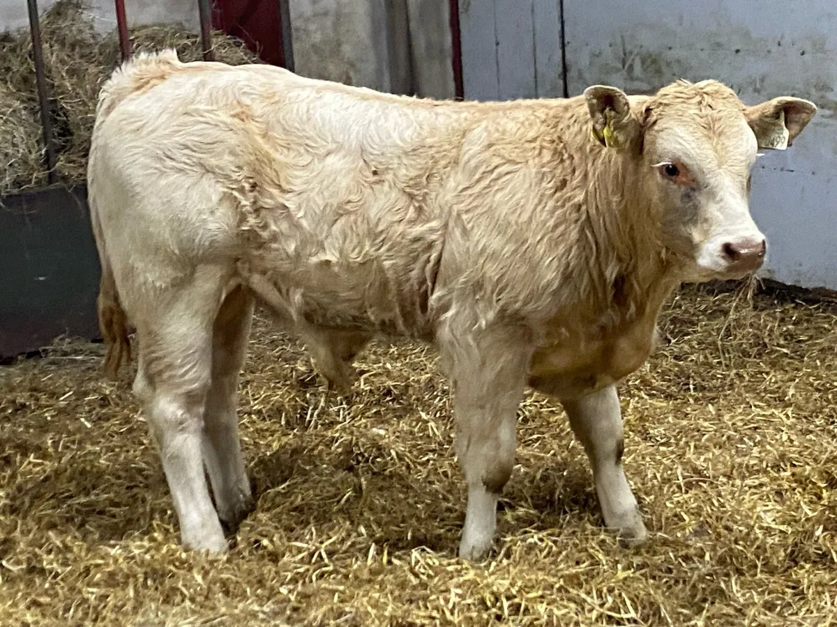 Real Super U Grade Yellow CH Bull Weanlings - Image 1