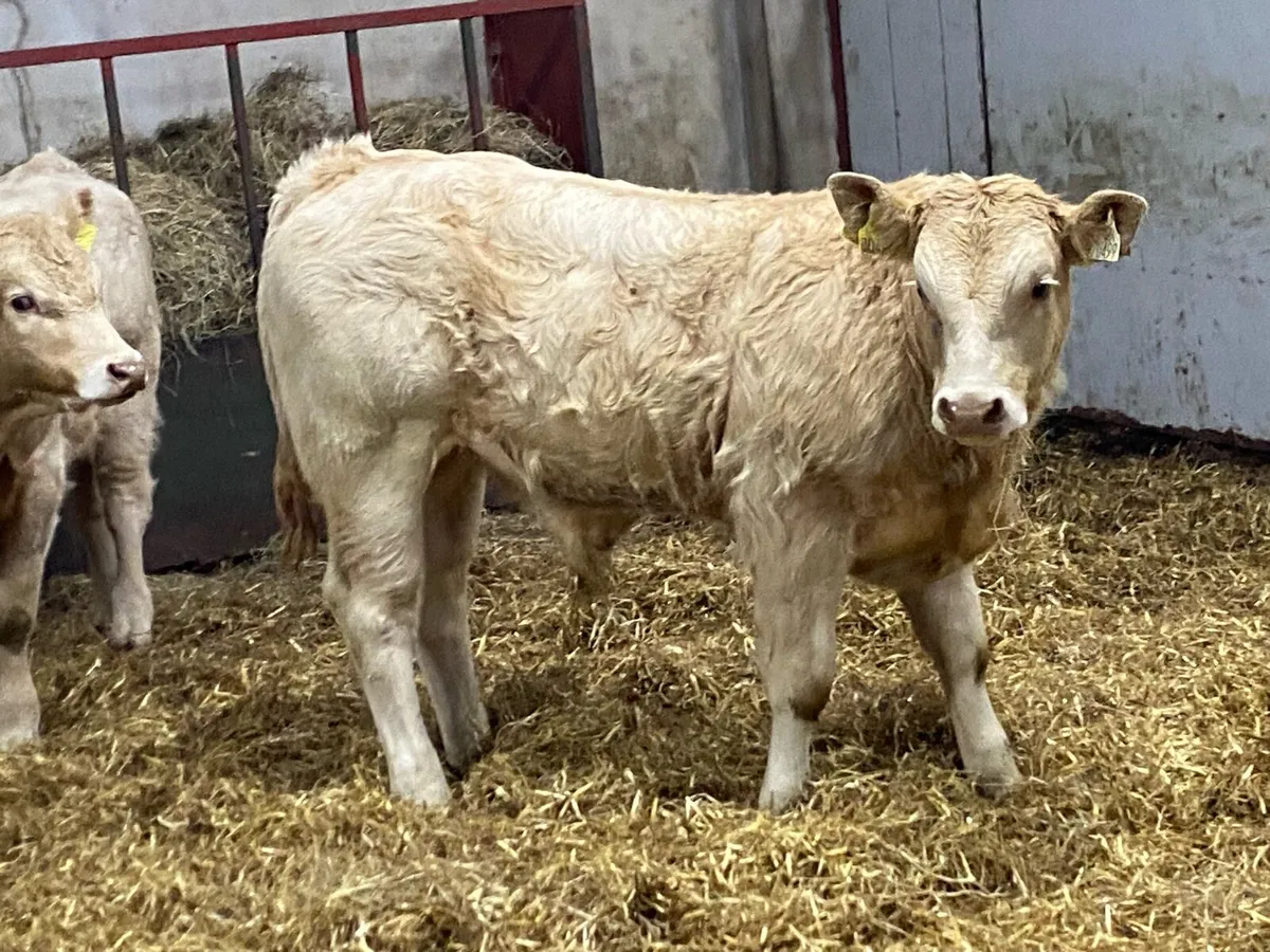 Real Super U Grade Yellow CH Bull Weanlings - Image 2