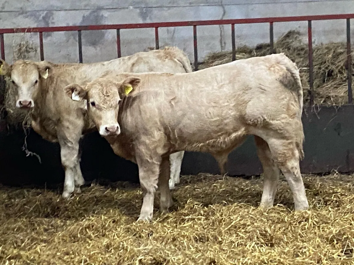 Real Super U Grade Yellow CH Bull Weanlings - Image 3
