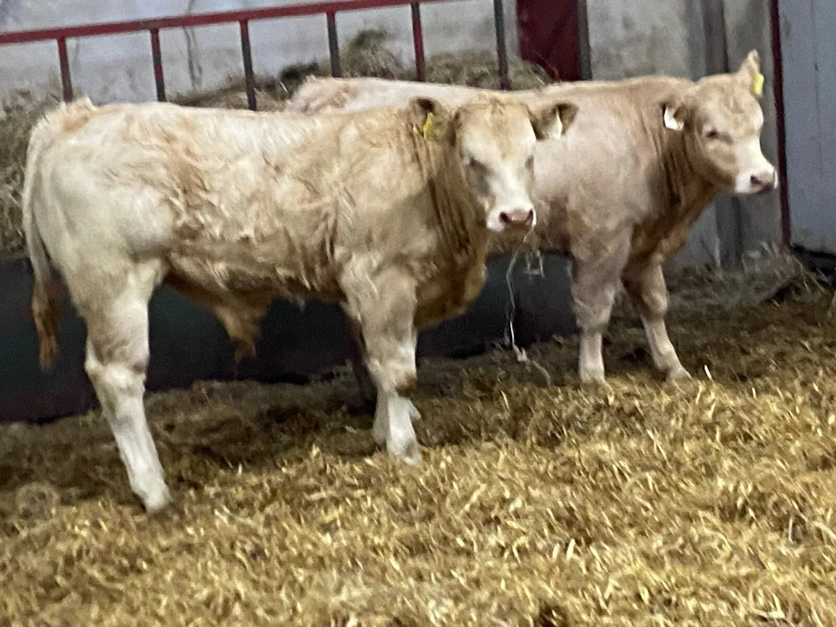 Real Super U Grade Yellow CH Bull Weanlings - Image 4