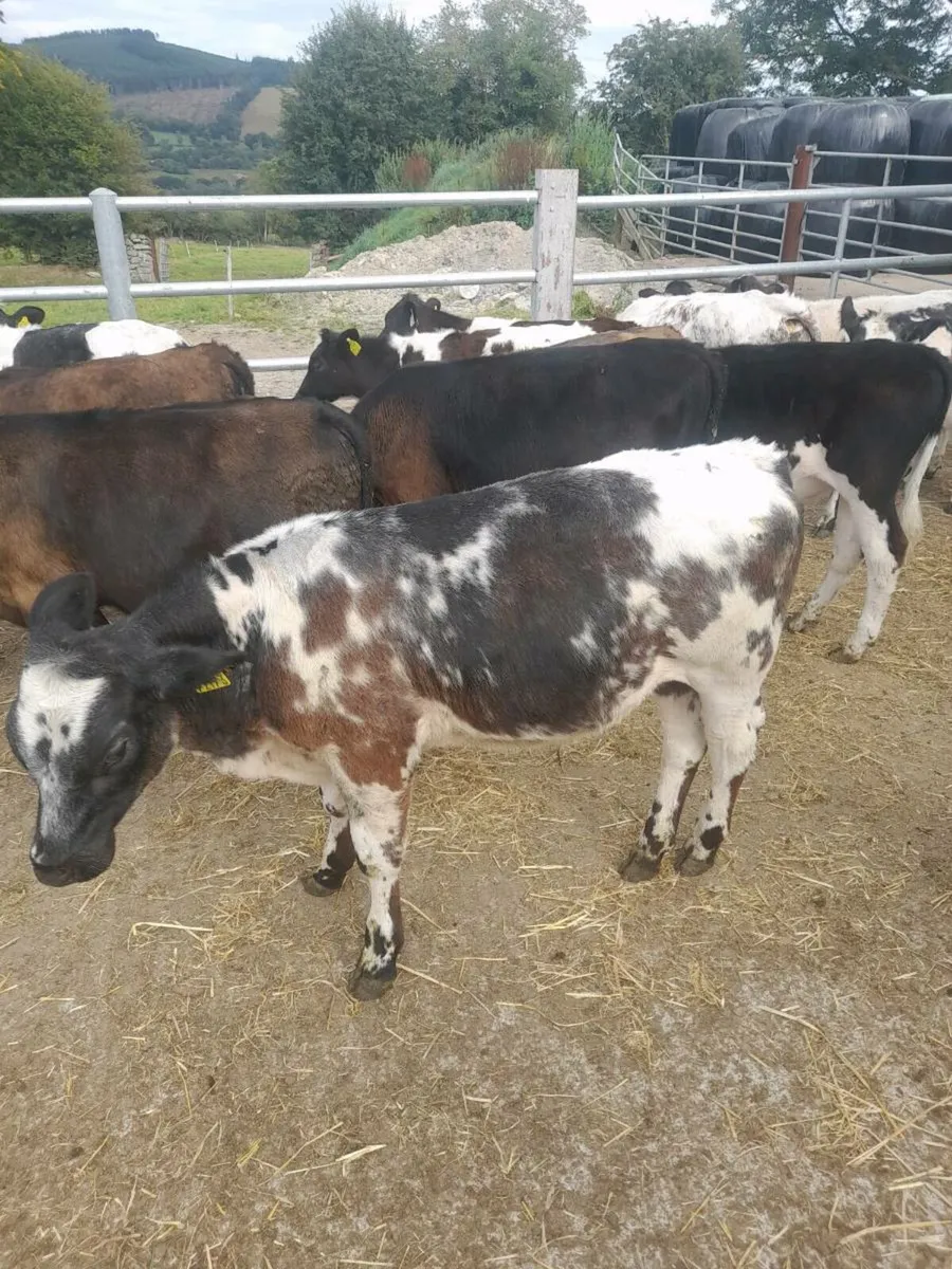 Weaned calves - Image 2