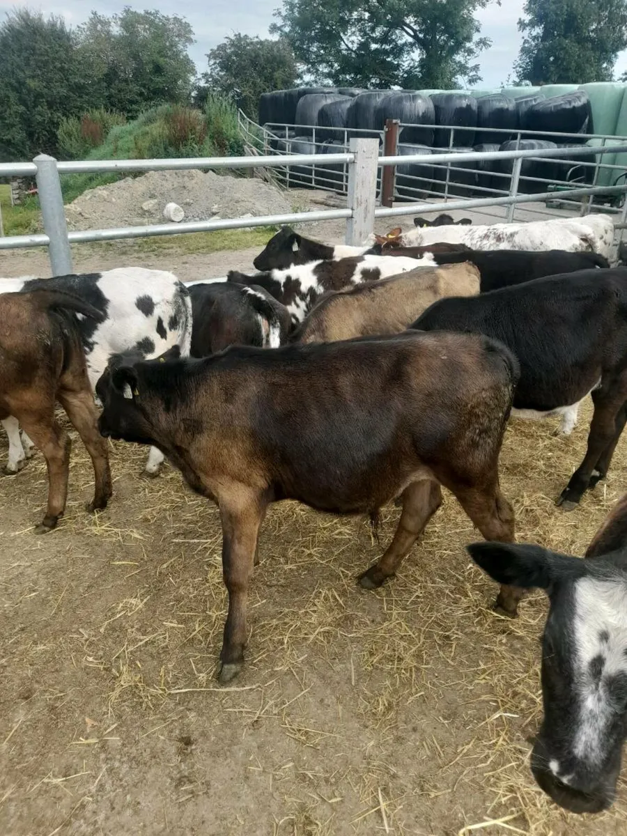 Weaned calves - Image 3