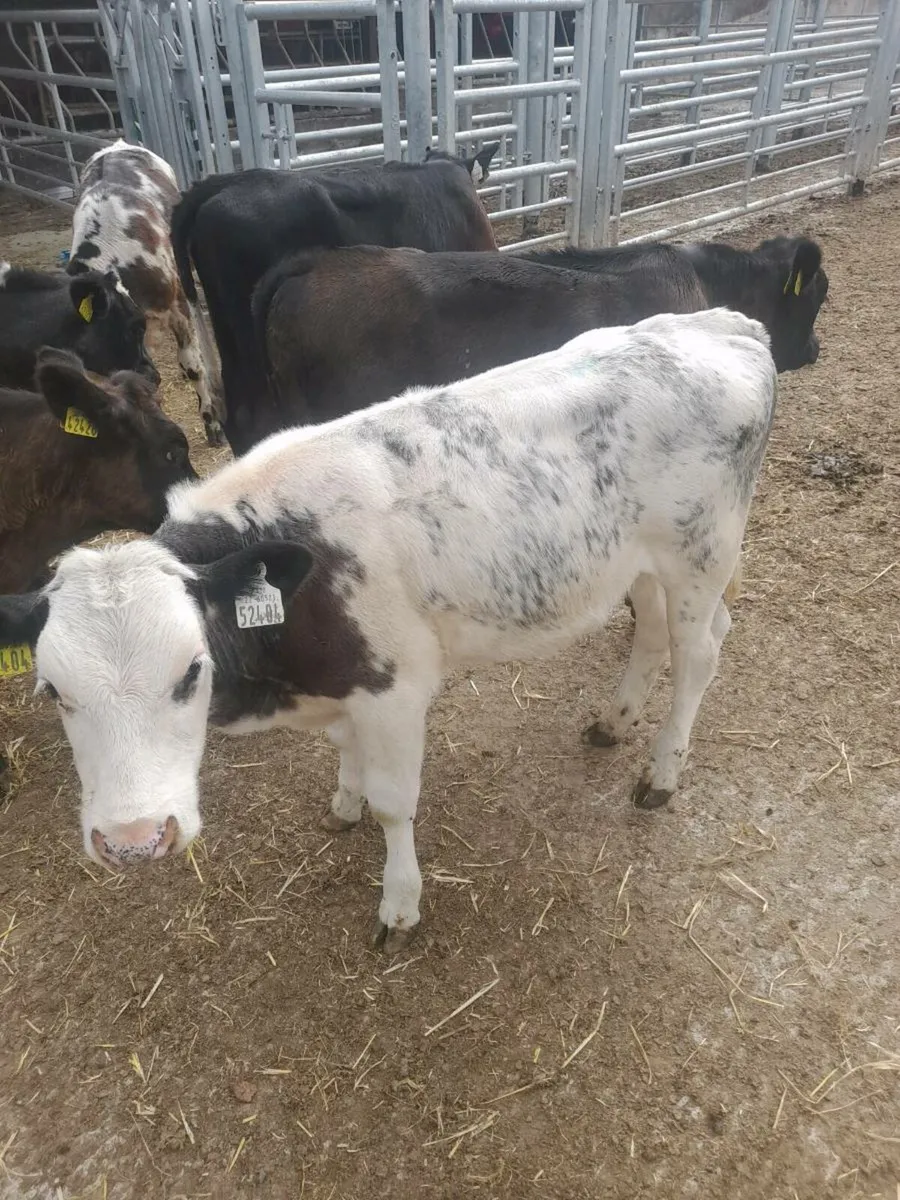 Weaned calves - Image 4