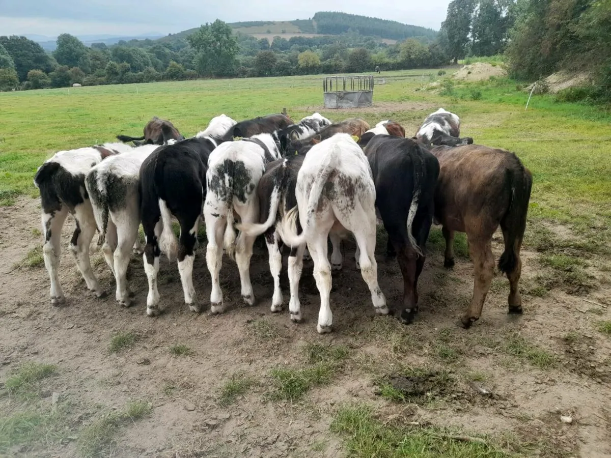 Runner bullocks and heifers - Image 4