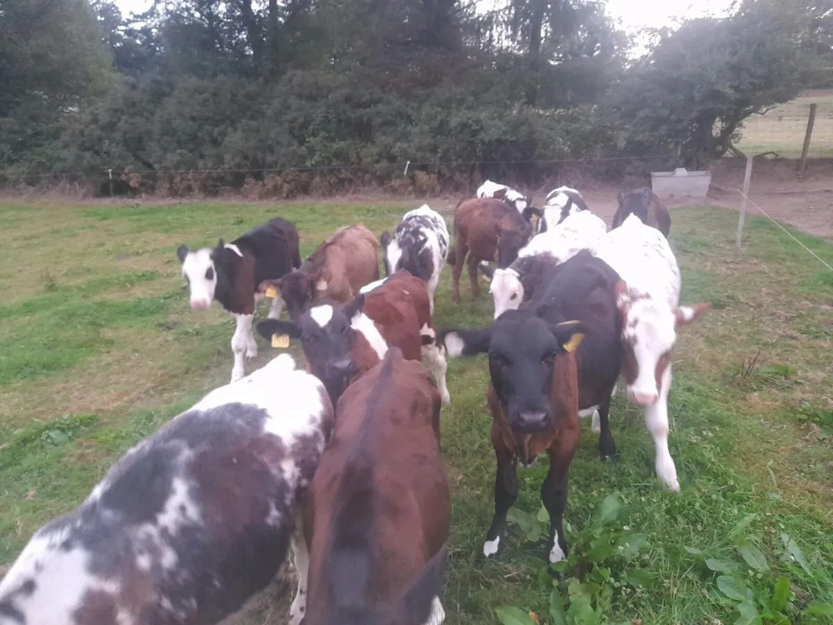 Weaned calves - Image 1