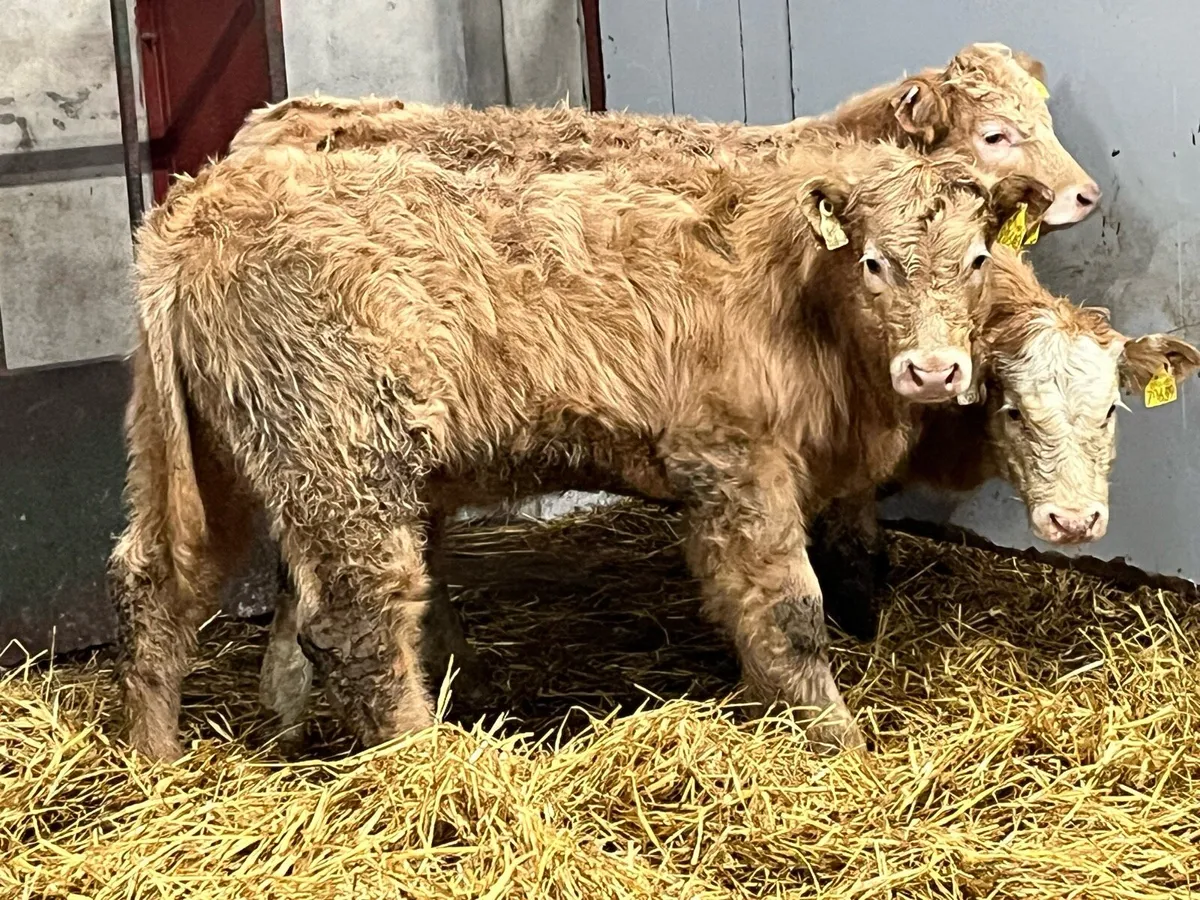 Super 250Kg Golden Suckler Bred Heifer Weanlings - Image 1