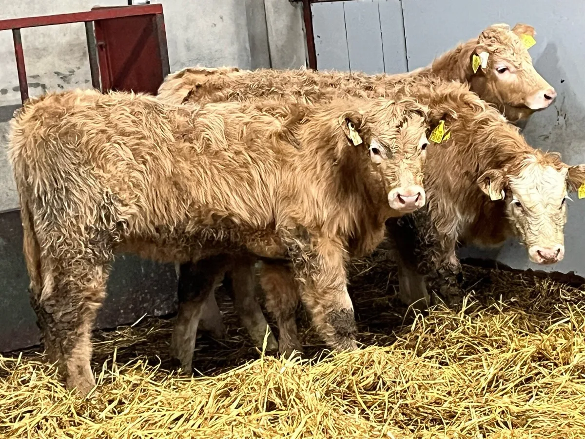 Super 250Kg Golden Suckler Bred Heifer Weanlings - Image 2