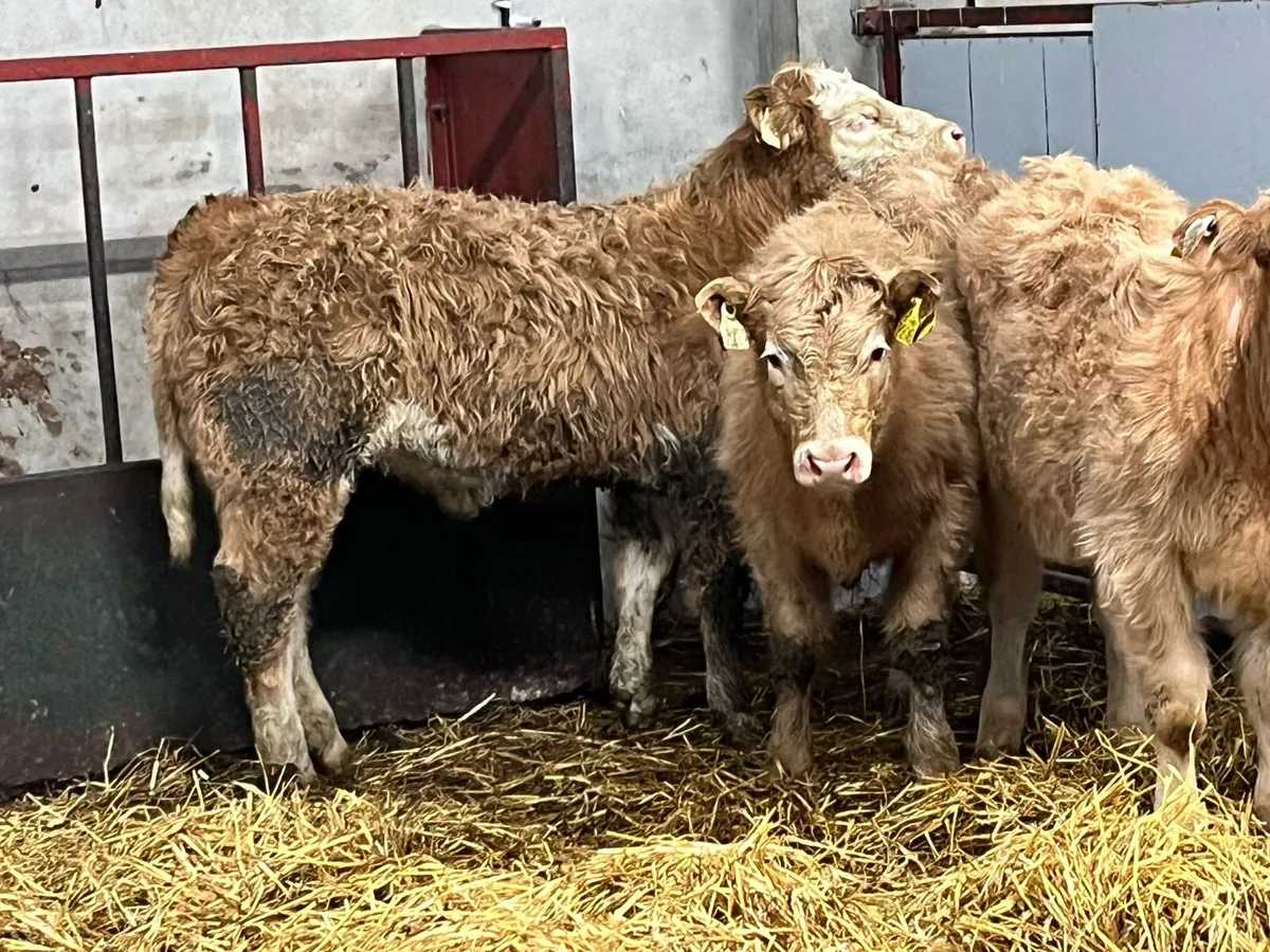 Super 250Kg Golden Suckler Bred Heifer Weanlings - Image 3