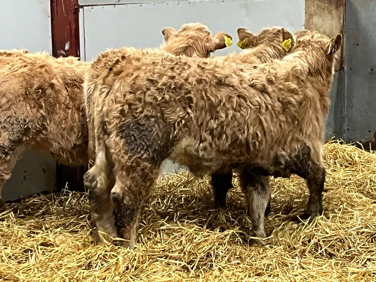 Super 250Kg Golden Suckler Bred Heifer Weanlings - Image 4