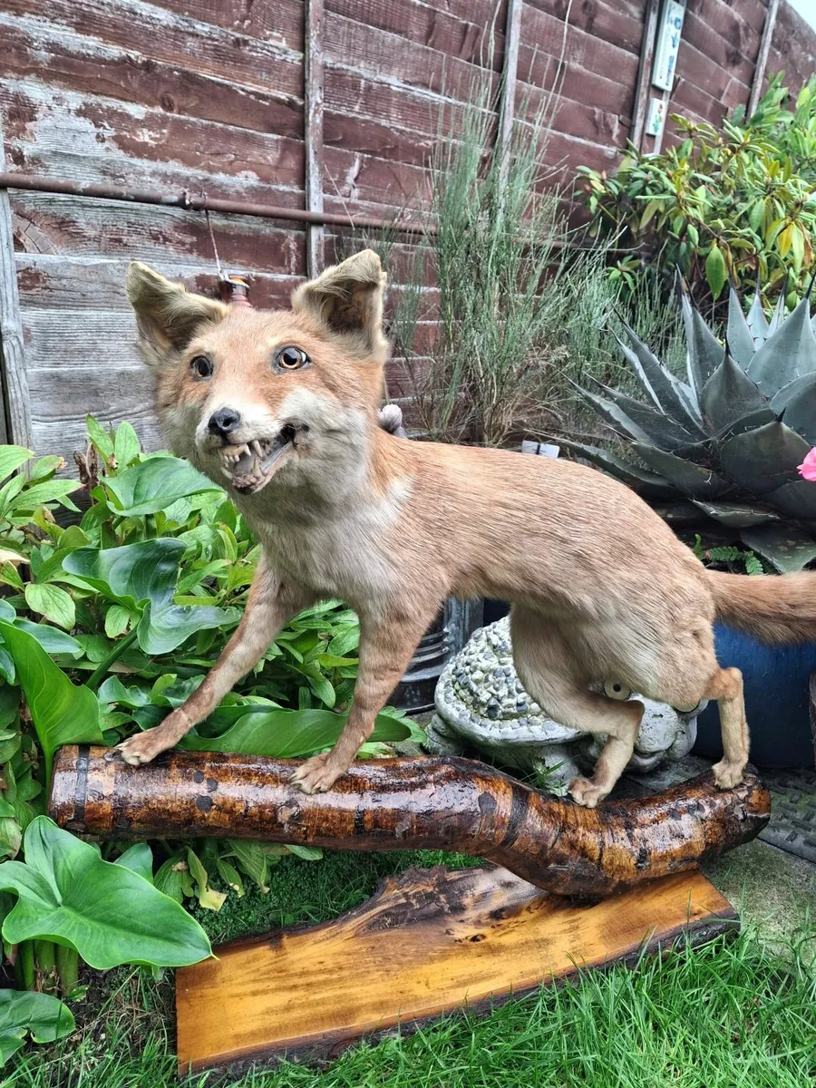 TAXIDERMIST FULL MOUNT FOX - Image 1