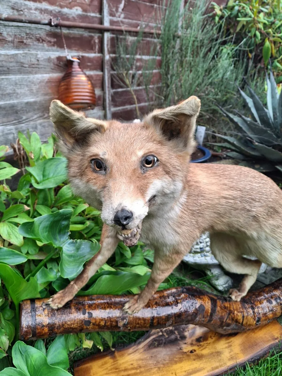 TAXIDERMIST FULL MOUNT FOX - Image 2