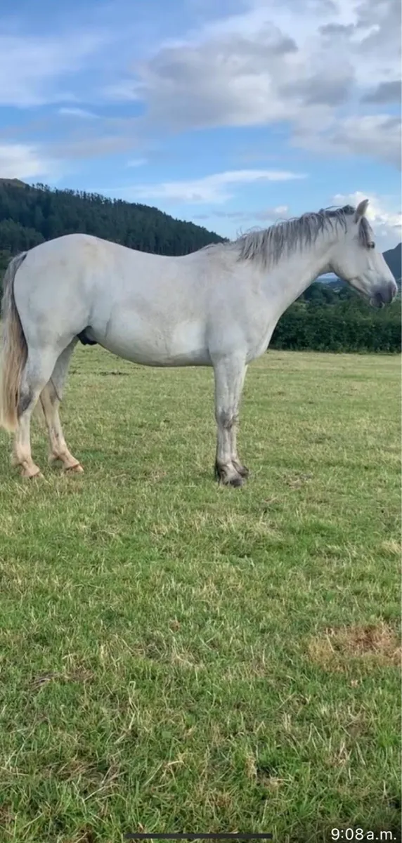 4 yr old full Connemara gelding 148cm - Image 1