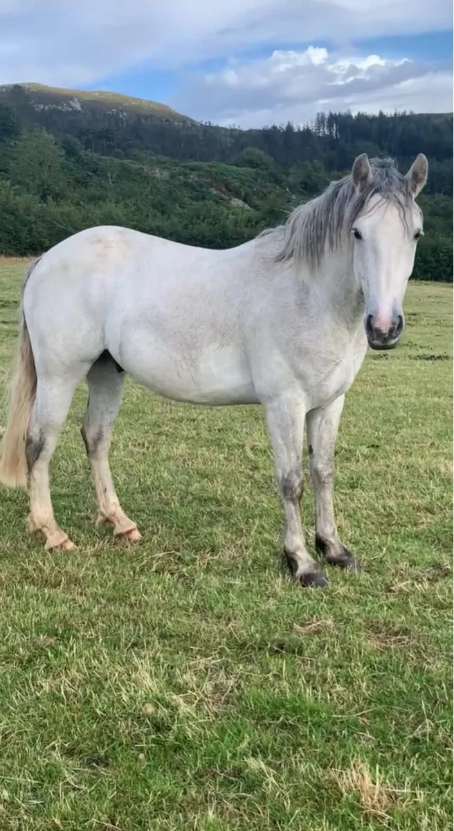 4 yr old full Connemara gelding 148cm - Image 2