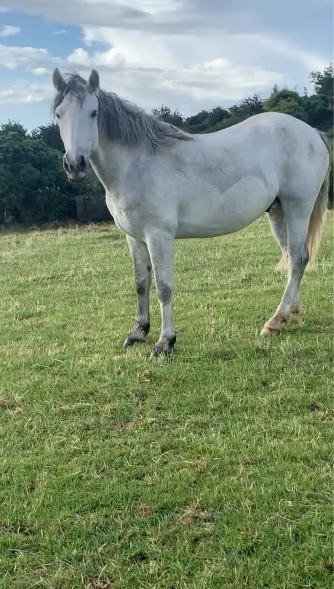 4 yr old full Connemara gelding 148cm - Image 3