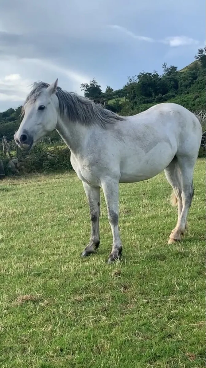 4 yr old full Connemara gelding 148cm - Image 4