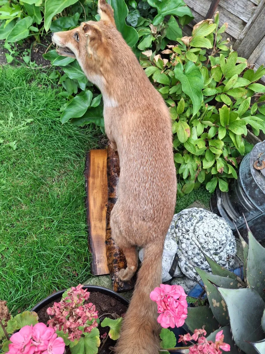 TAXIDERMIST FULL MOUNT FOX - Image 3