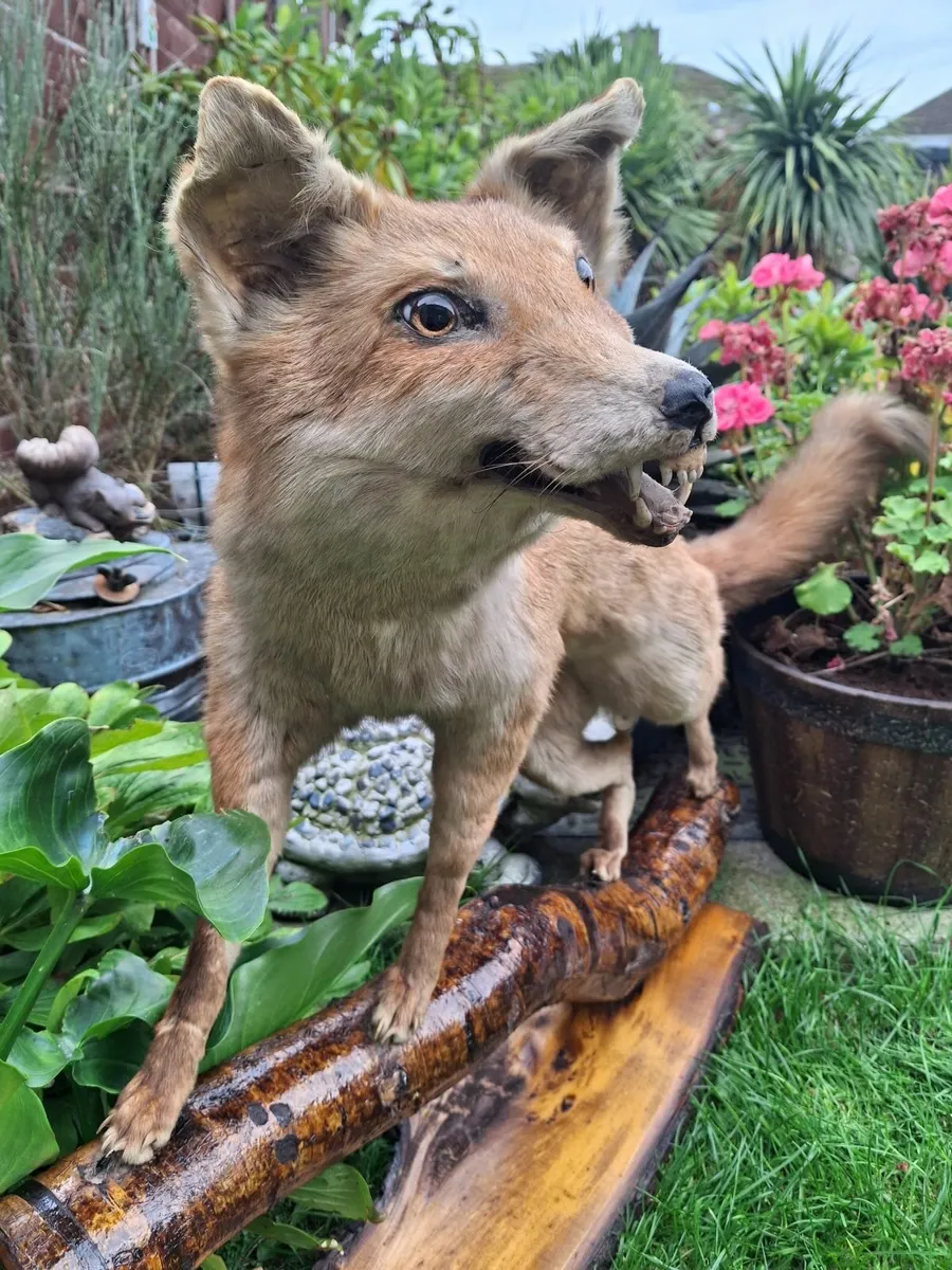 TAXIDERMIST FULL MOUNT FOX - Image 4