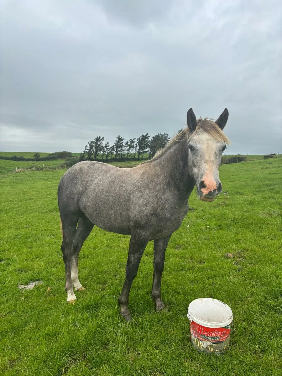 Connemara Filly - Image 1