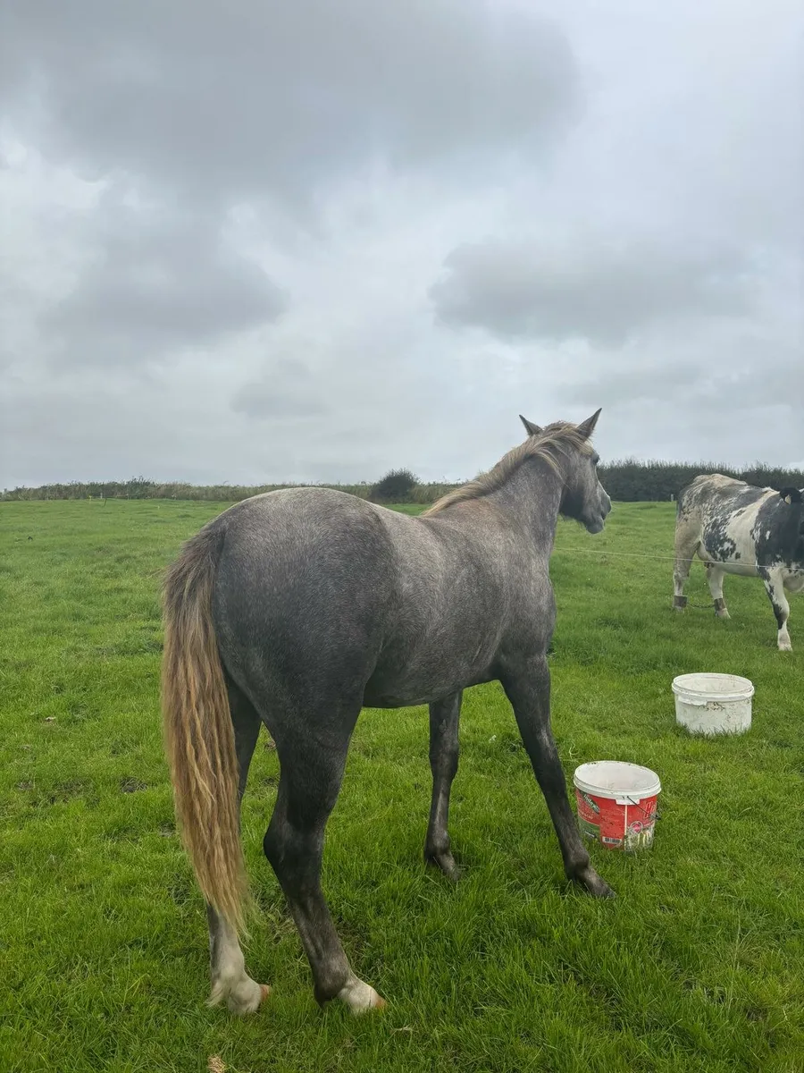Connemara Filly - Image 3