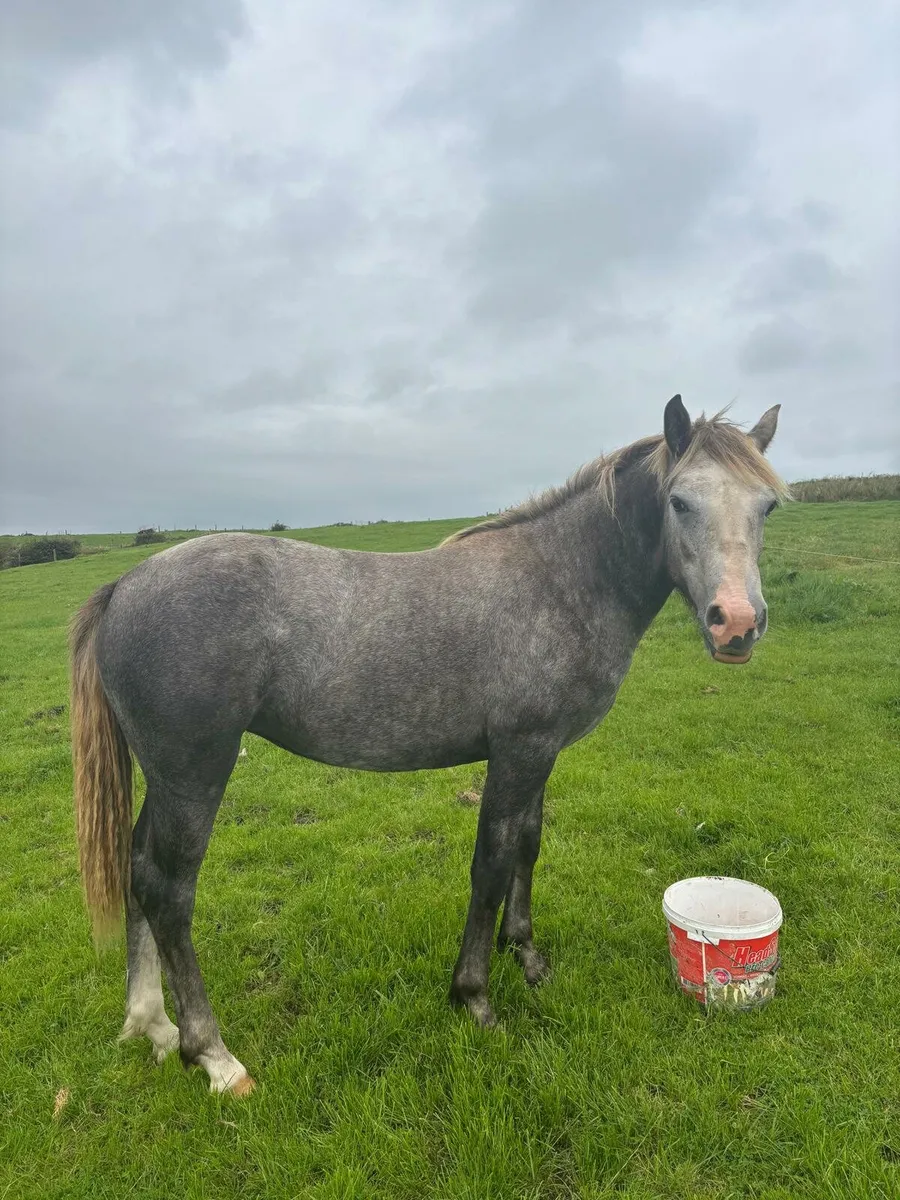 Connemara Filly - Image 4