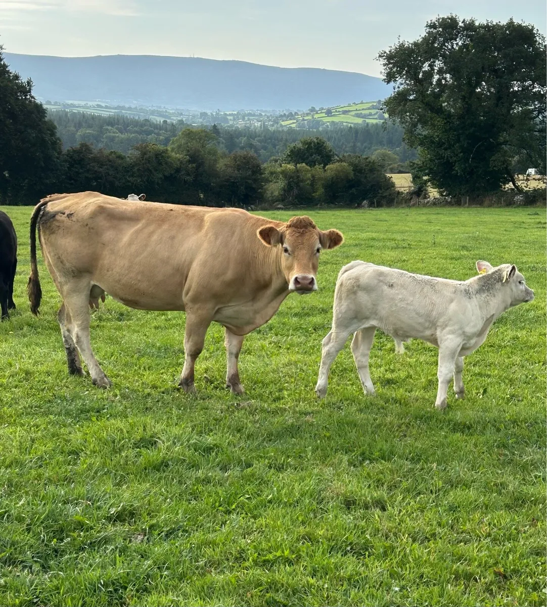 Cows with Calves At Foot - Image 1