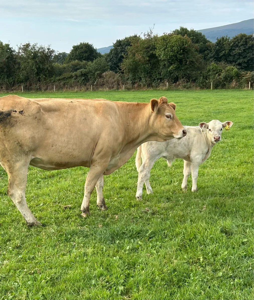 Cows with Calves At Foot - Image 2