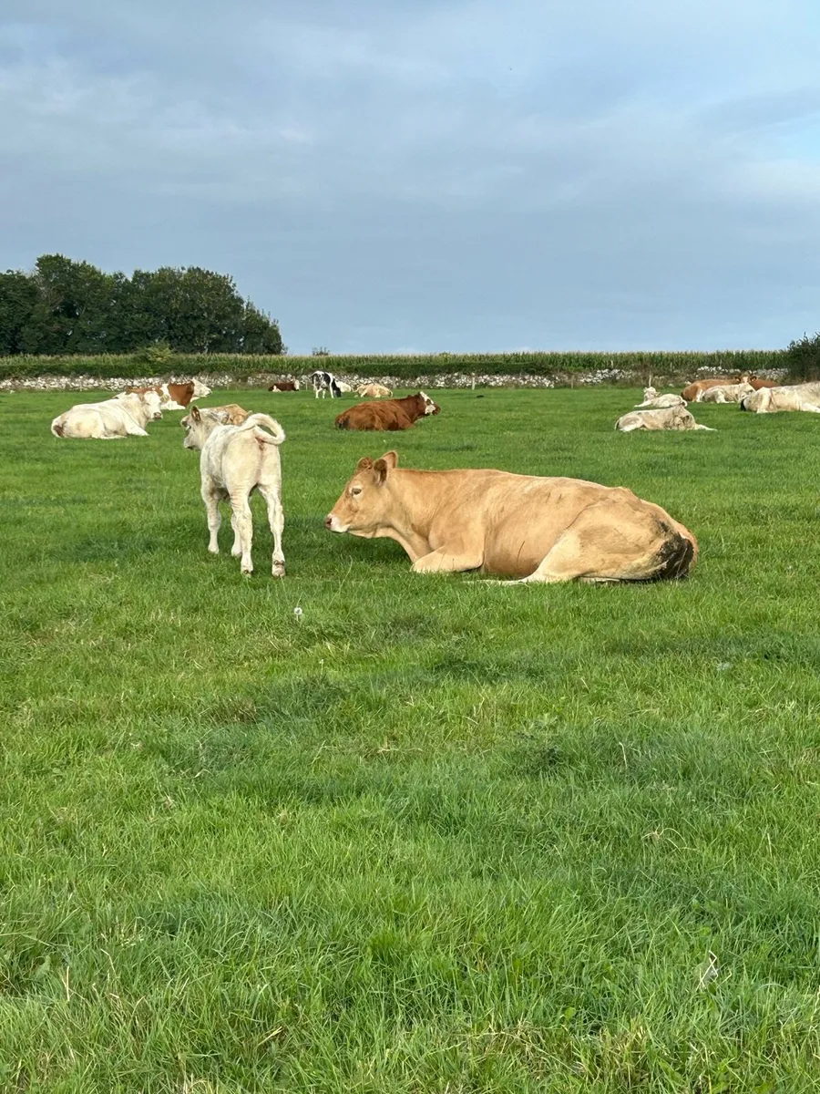 Cows with Calves At Foot - Image 3