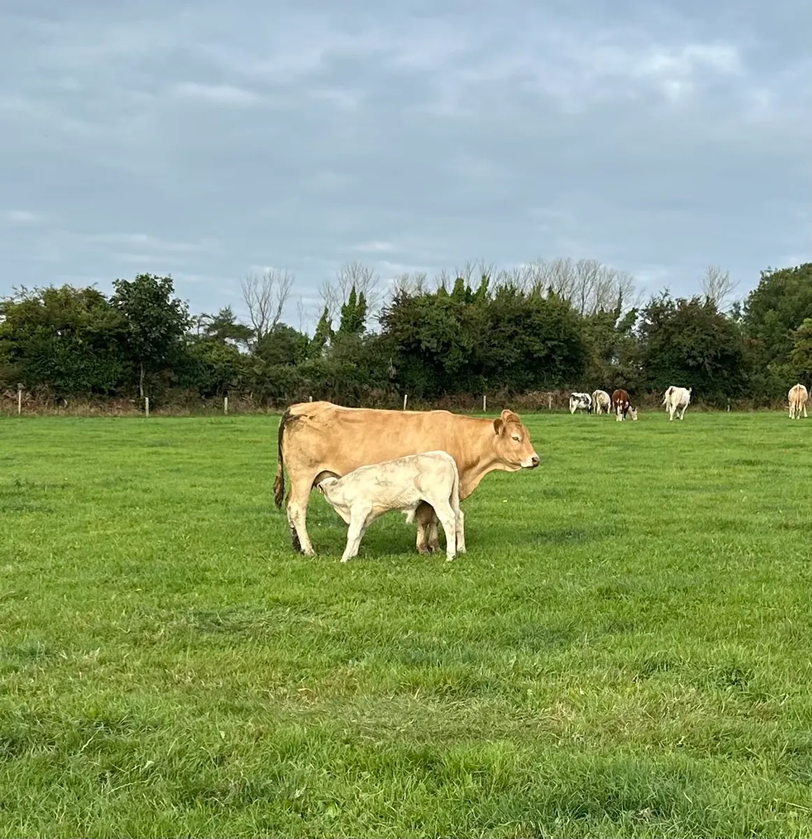Cows with Calves At Foot - Image 4