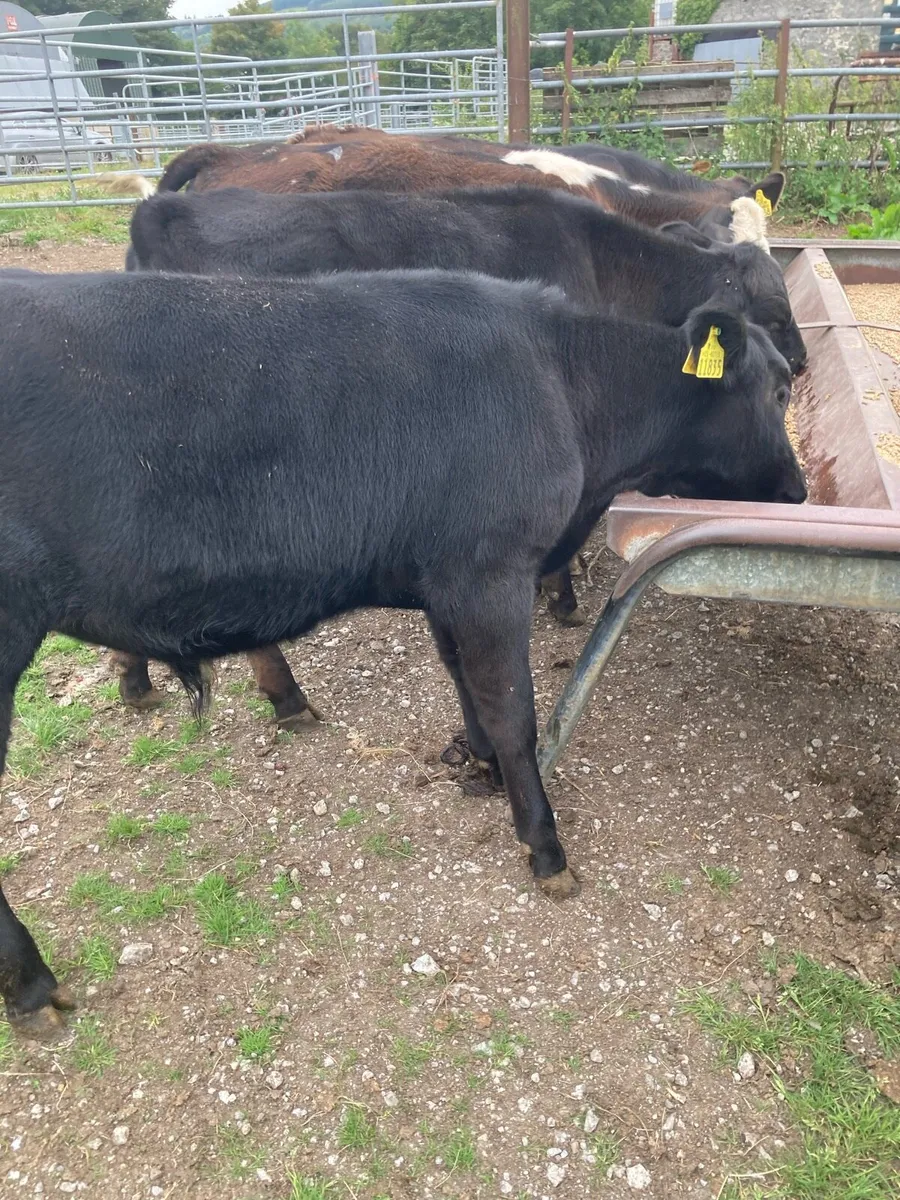 SUPER QUALITY AA BULL WEANLINGS - Image 1