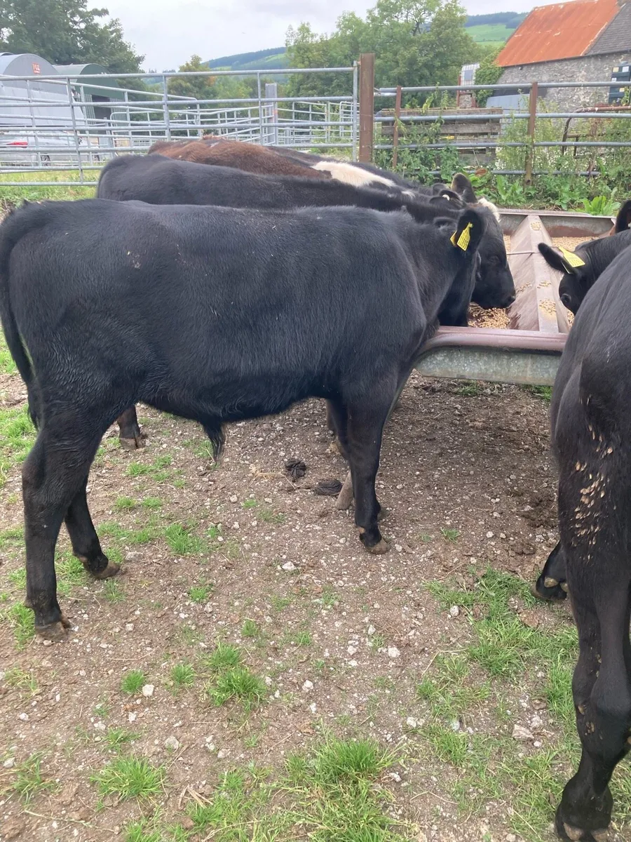 SUPER QUALITY AA BULL WEANLINGS - Image 3