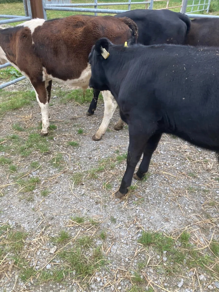 SUPER QUALITY AA BULL WEANLINGS - Image 4
