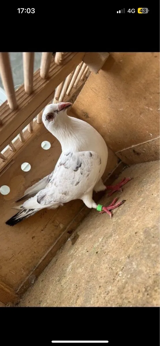 Pigeon - Image 1