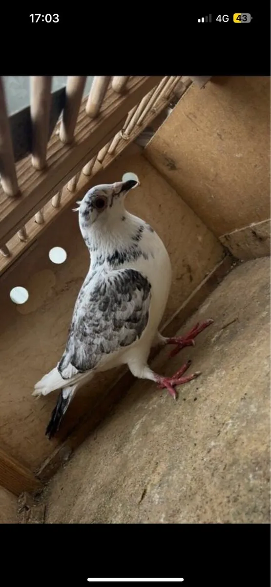 Pigeon - Image 3