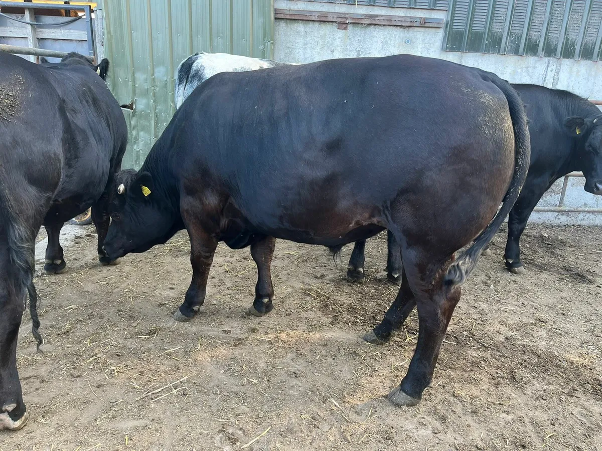 Beef Bullocks Enniscorthy Mart 26th of August - Image 1