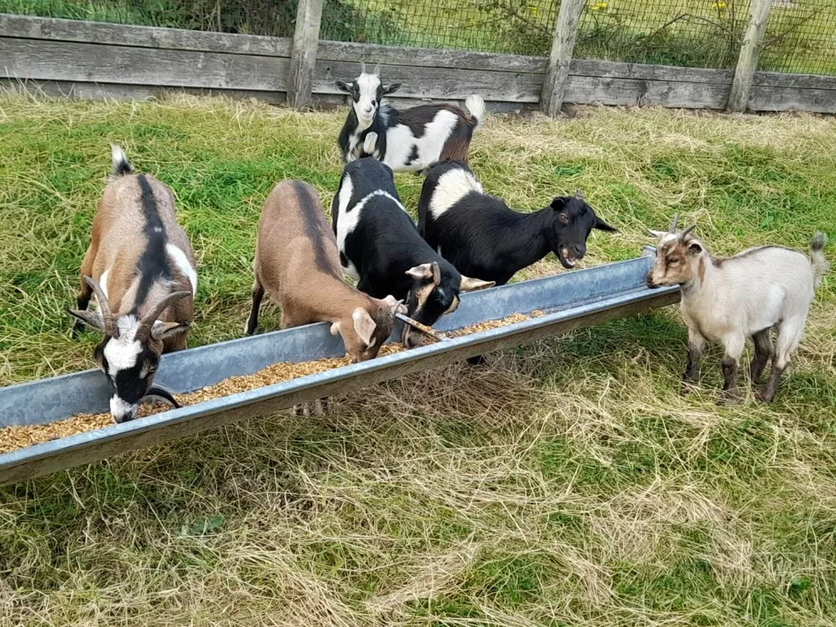 5 pygmy females and unrelated male. - Image 1