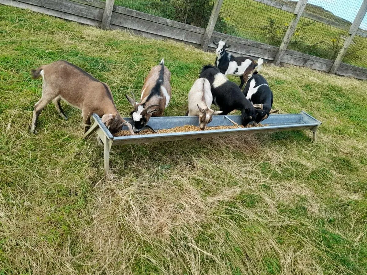 5 pygmy females and unrelated male. - Image 2