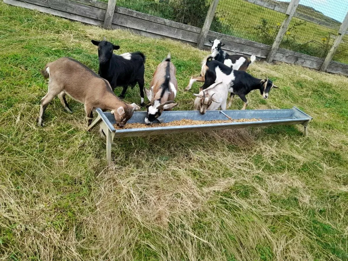 5 pygmy females and unrelated male. - Image 3