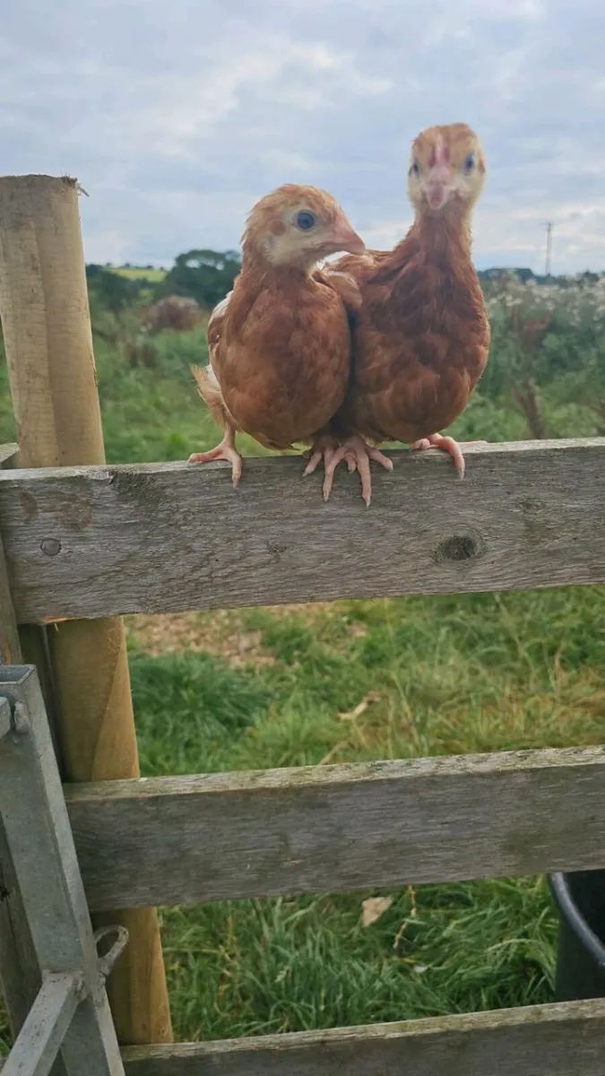 6 week old chinkens - Image 2
