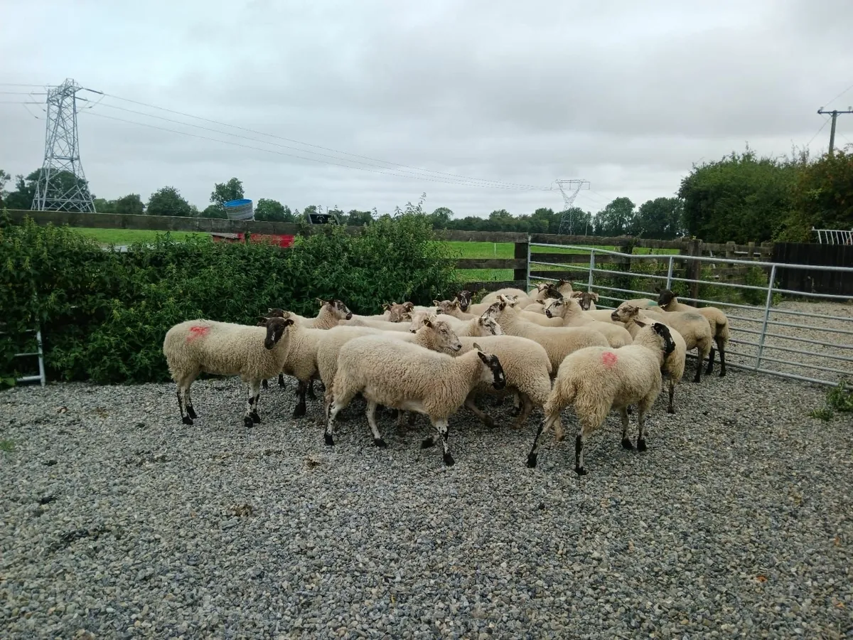 Hogget's for Sale - Image 1
