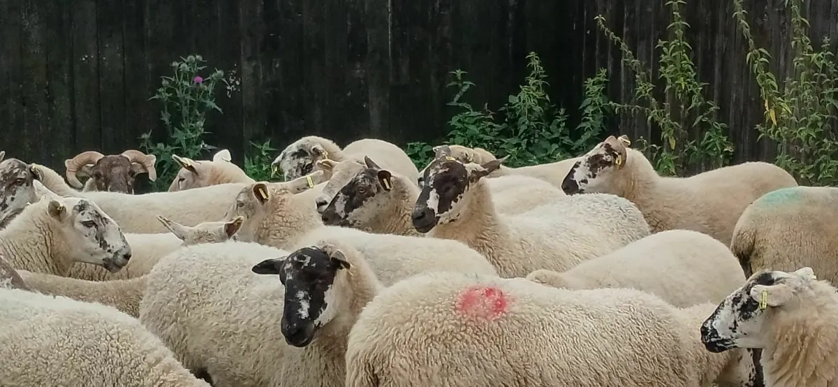 Hogget's for Sale - Image 2
