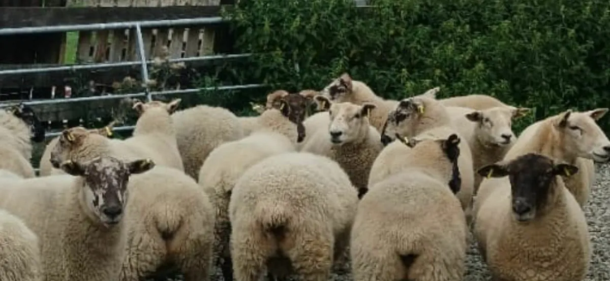 Hogget's for Sale - Image 3