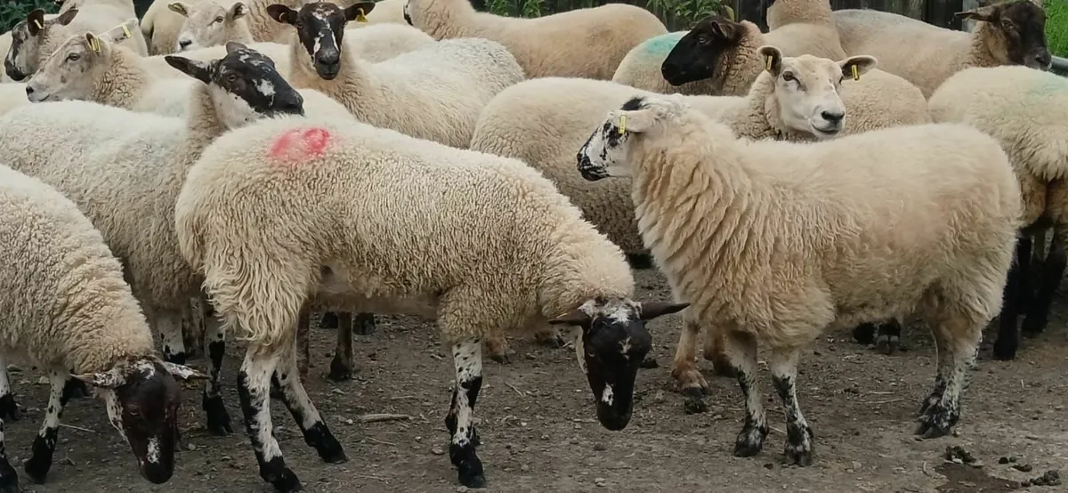 Hogget's for Sale - Image 4