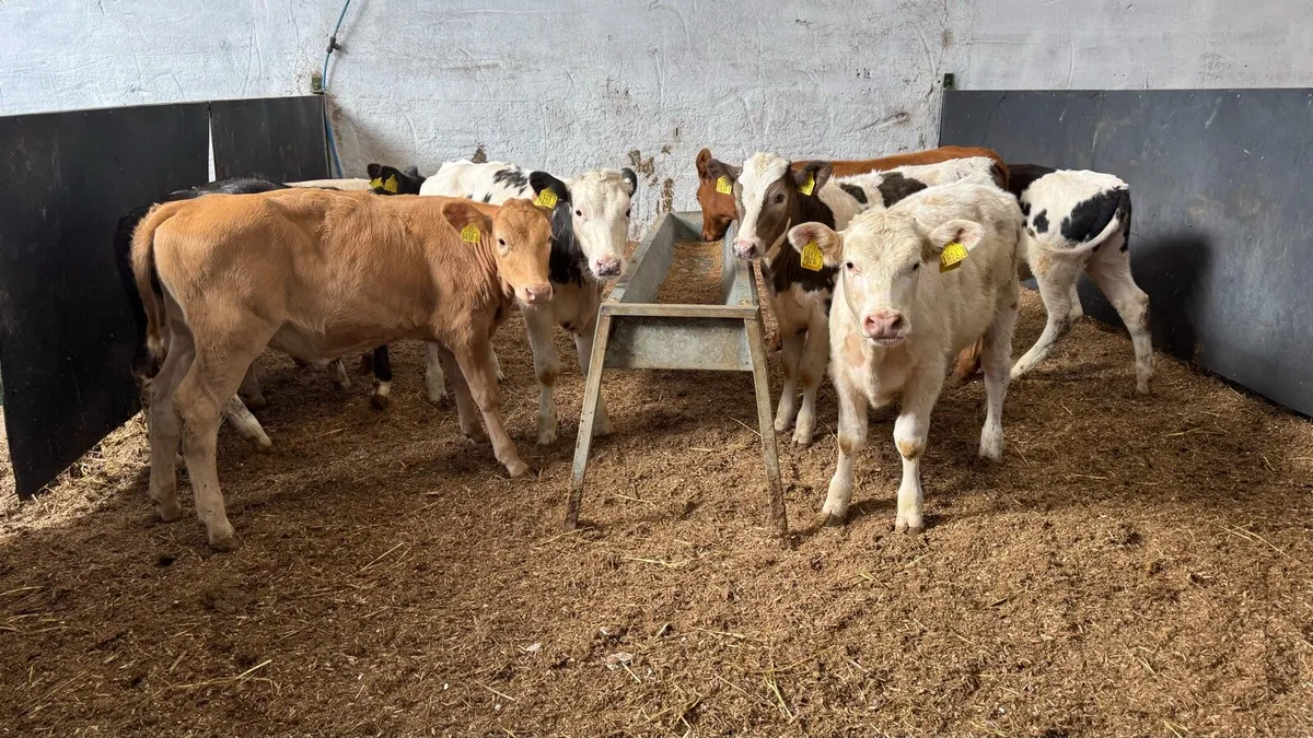 Continental Heifers - Image 1