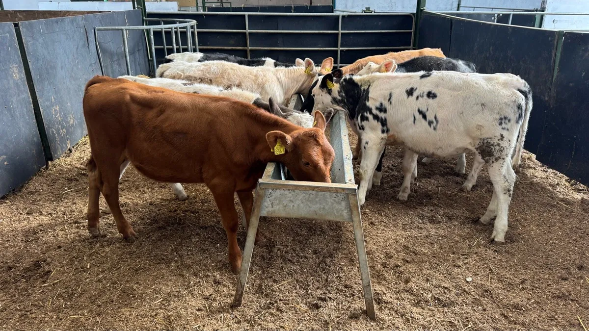 Continental Heifers - Image 2