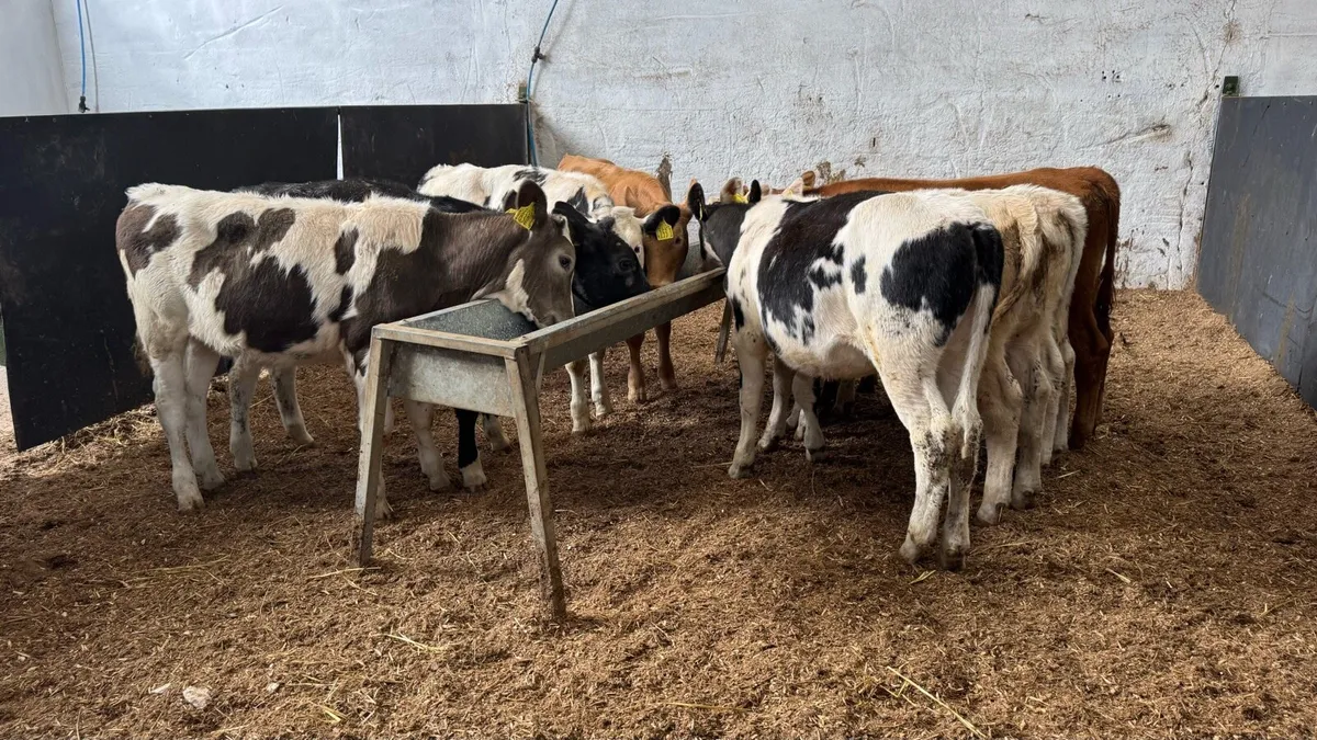 Continental Heifers - Image 3