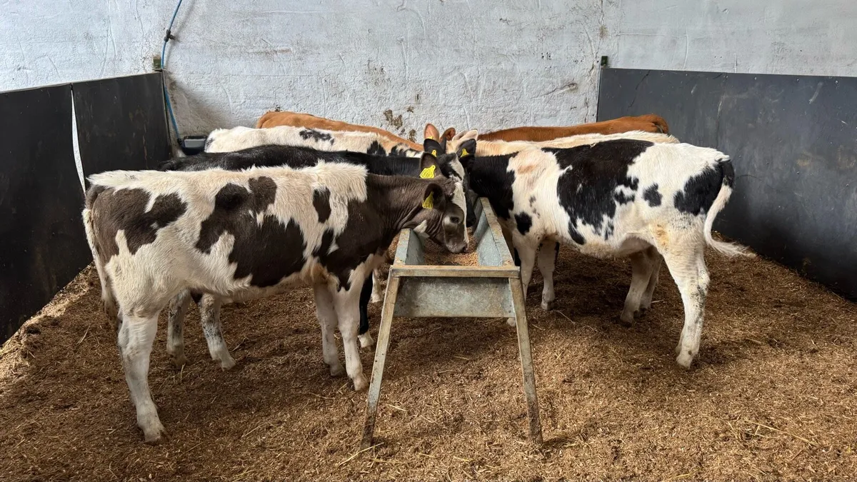 Continental Heifers - Image 4